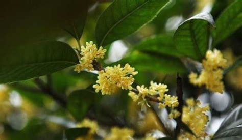 桂花種植土壤